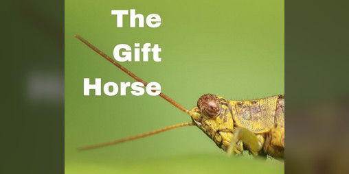 Cover image for The Gift Horse