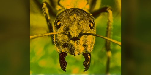 Cover image for AntVenture