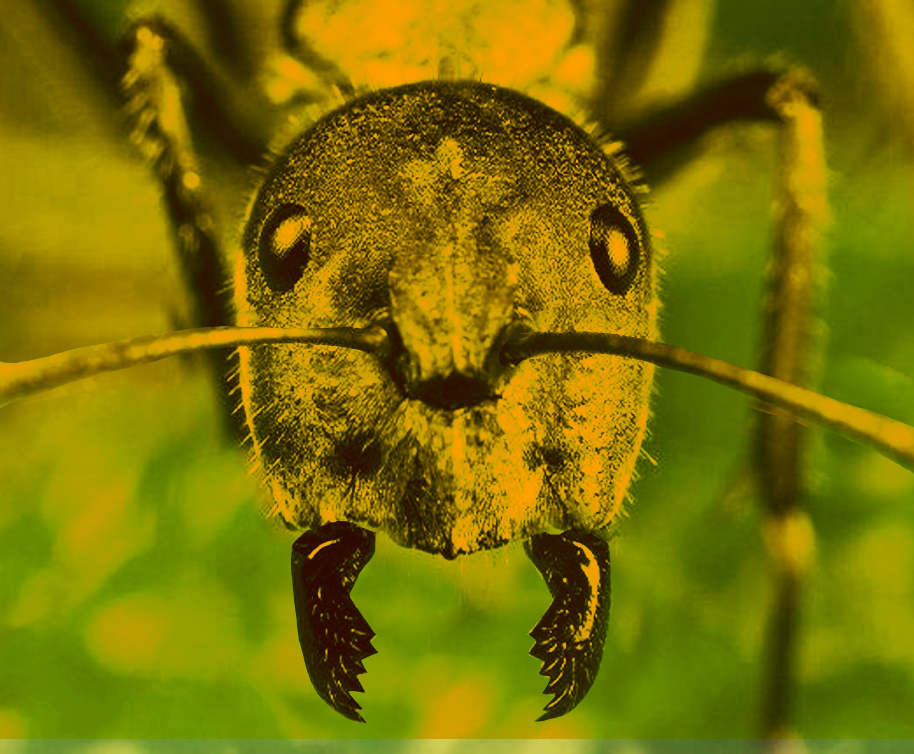 Cover image for AntVenture