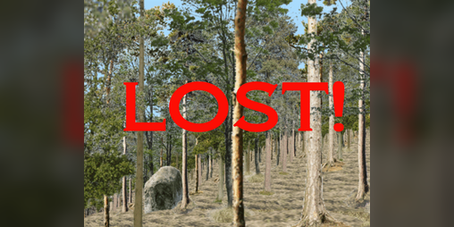Cover image for Lost in a forest