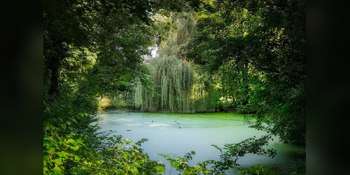 Cover image for Late Summer by the Pond