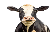 Ranch Quest