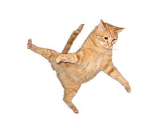 catch cat