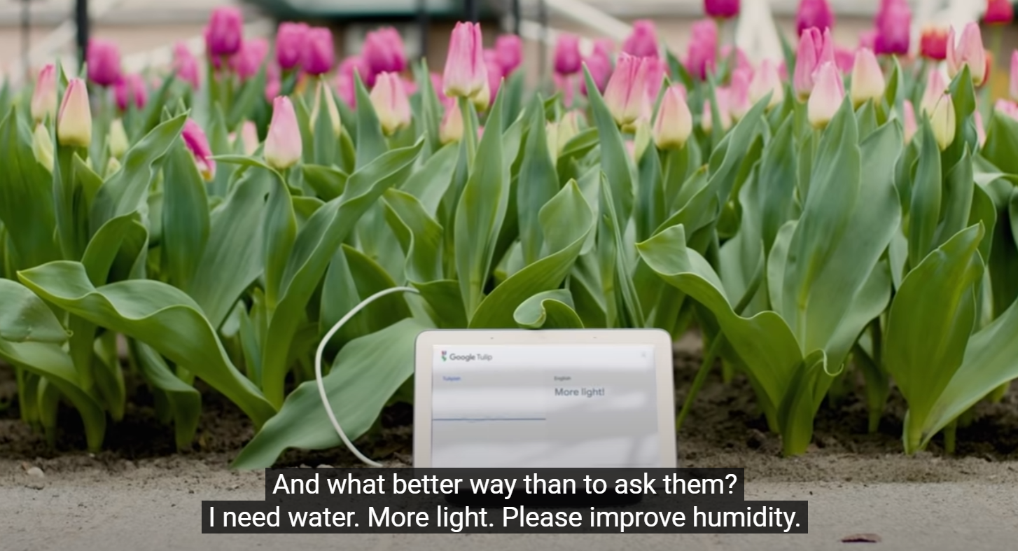 google tulip aplicativo de productividad ambiental