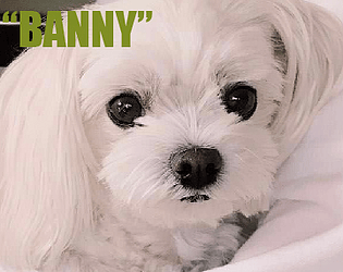 Where is my dog, Banny?