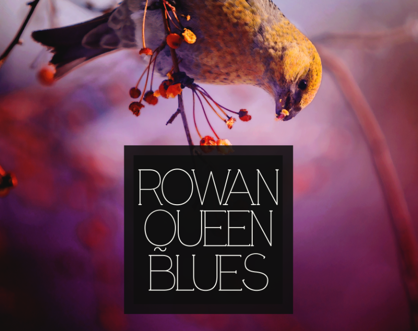 Cover image for Rowan Queen Blues