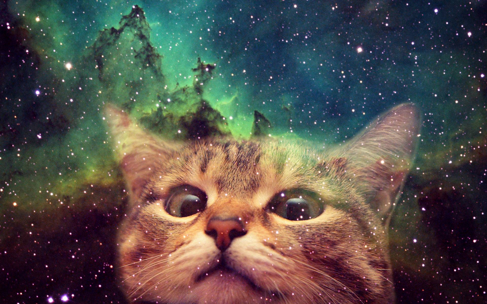 Cover image for Paaw-fect Planet