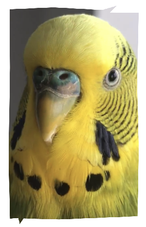 Rocky the bird