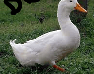 Duck Hell (Demo)
