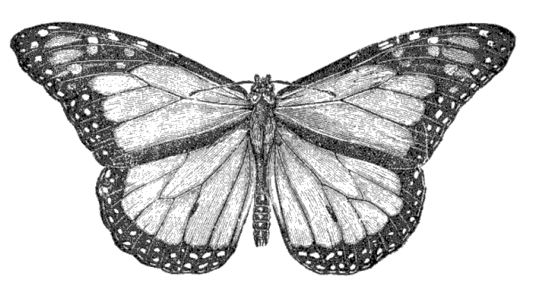 Cover image for Shuddering Light of the Shadowed Monarch