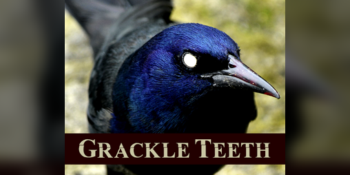 Cover image for Grackle Teeth