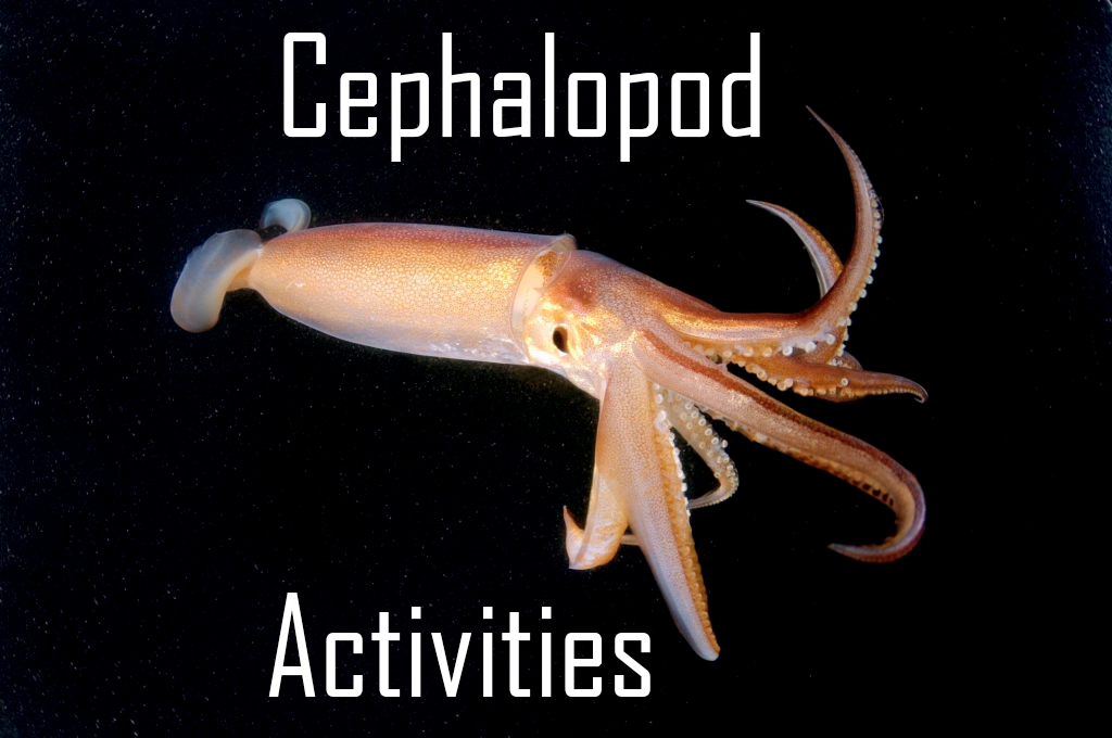 Cover image for Cephalopod activities