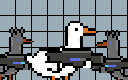 Aggressive Duck