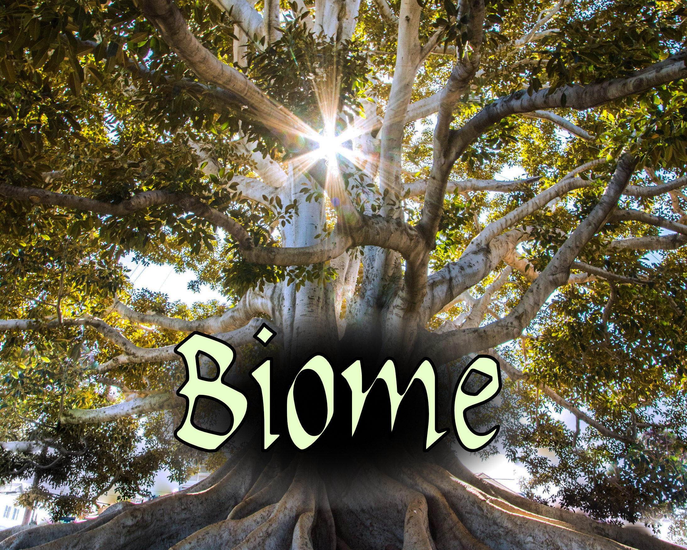 Cover image for Biome