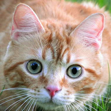 Cover image for Cute Cat (Full)