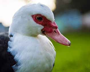 duckhub