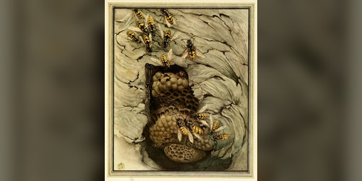 Cover image for The Common Wasp