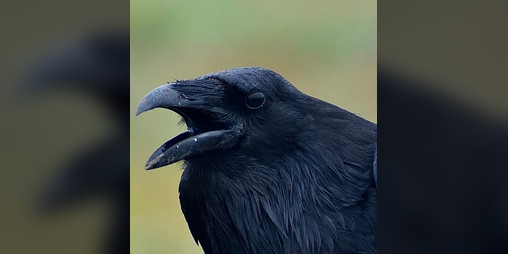 Cover image for Murder of Crows