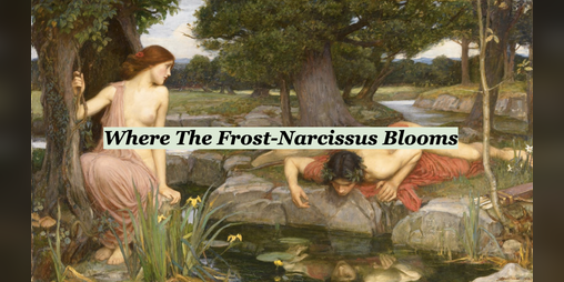 Cover image for Where The Frost-Narcissus Blooms