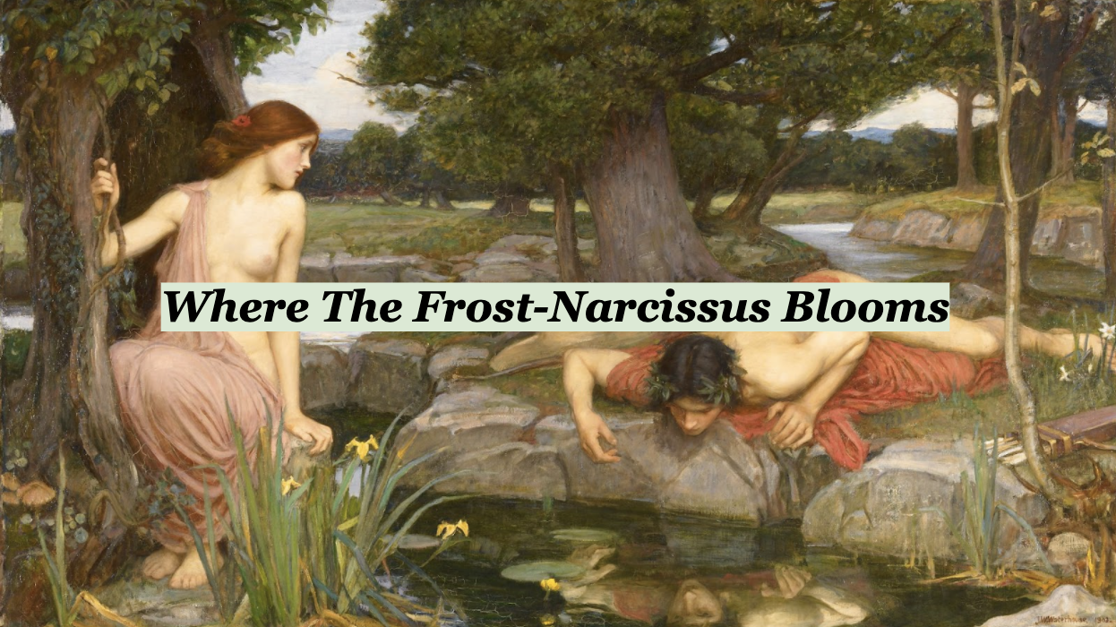 Cover image for Where The Frost-Narcissus Blooms