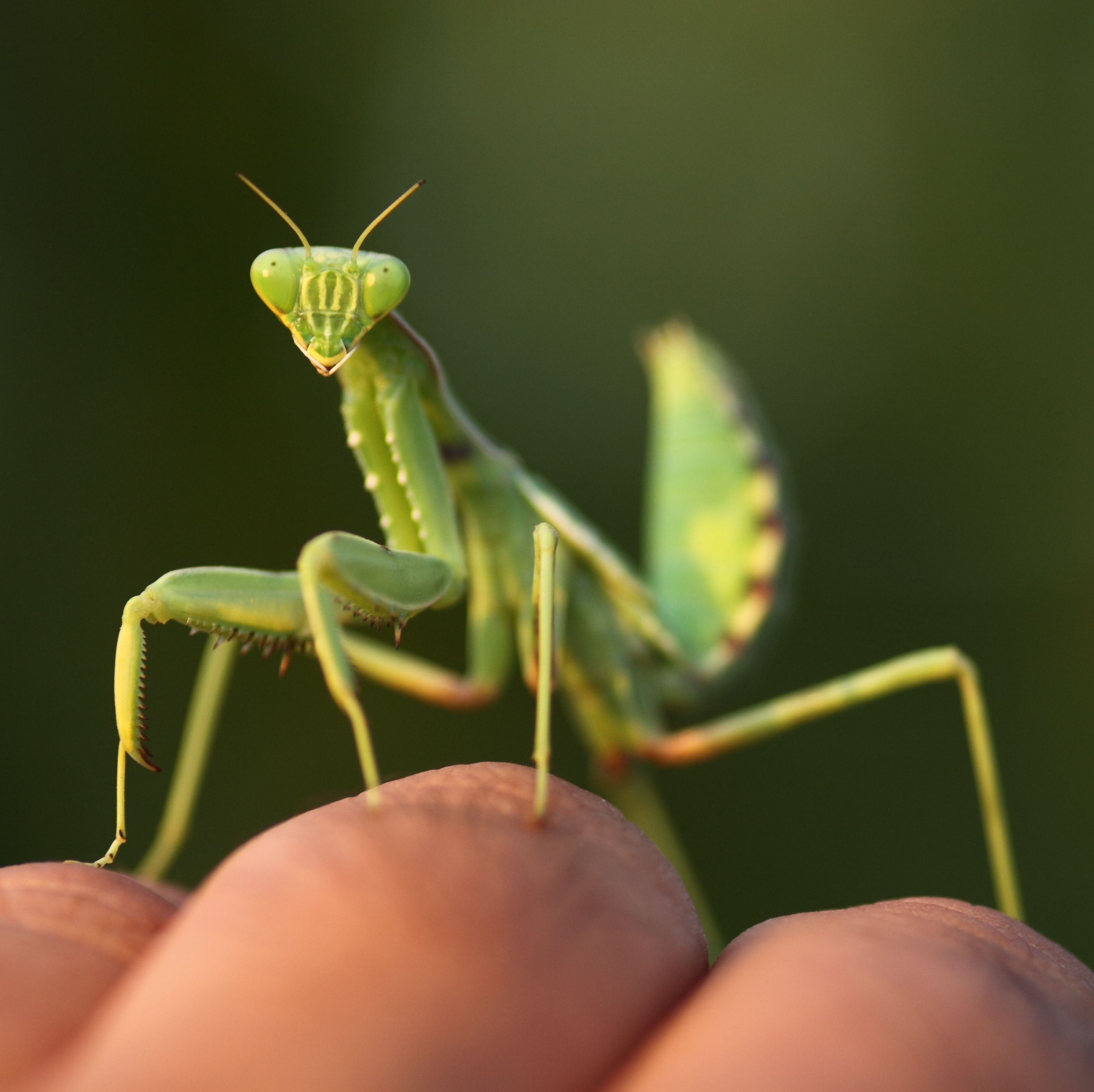 Кусают ли богомолы людей. Idolomorpha lateralis богомол. Ischnomantis Gigas богомол. Укус богомола. Богомолы кусаются.