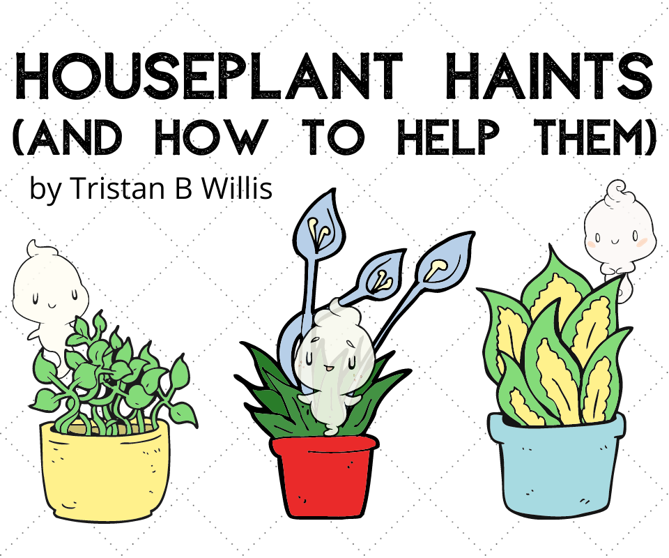 Houseplant Haints (and how to help them)