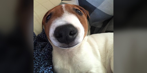 Cover image for meatball dog