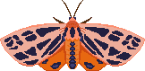 Flapping Tiger Moth