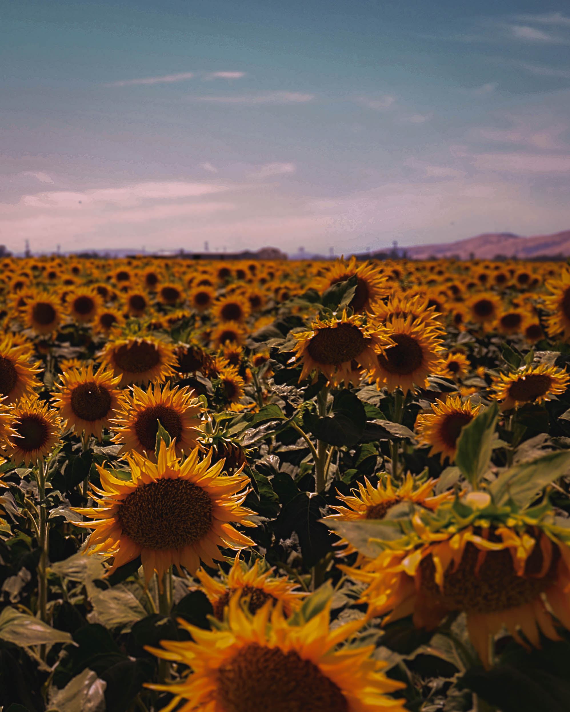 Field of Flowers