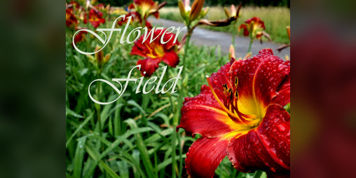 Cover image for Flower Field