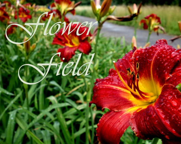 Cover image for Flower Field
