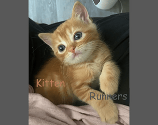 Kitten Runners