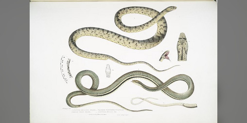 Cover image for House of Hiss