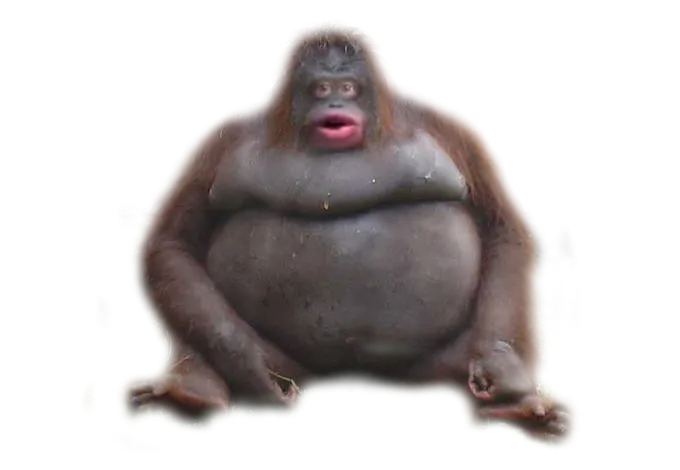Cover image for return of monkey