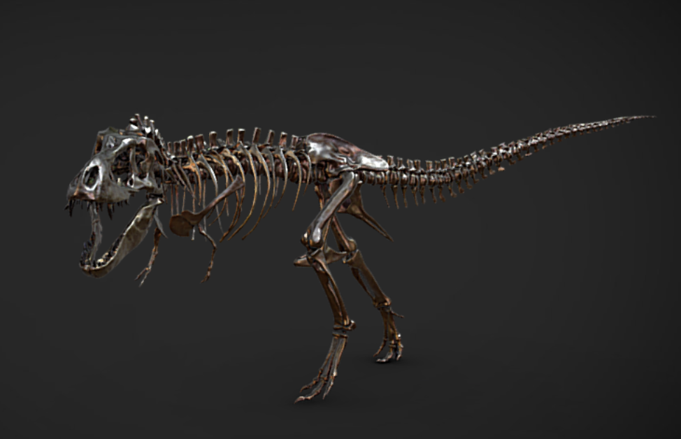 Tyrannosaurus Rex skeleton model by Rigsters