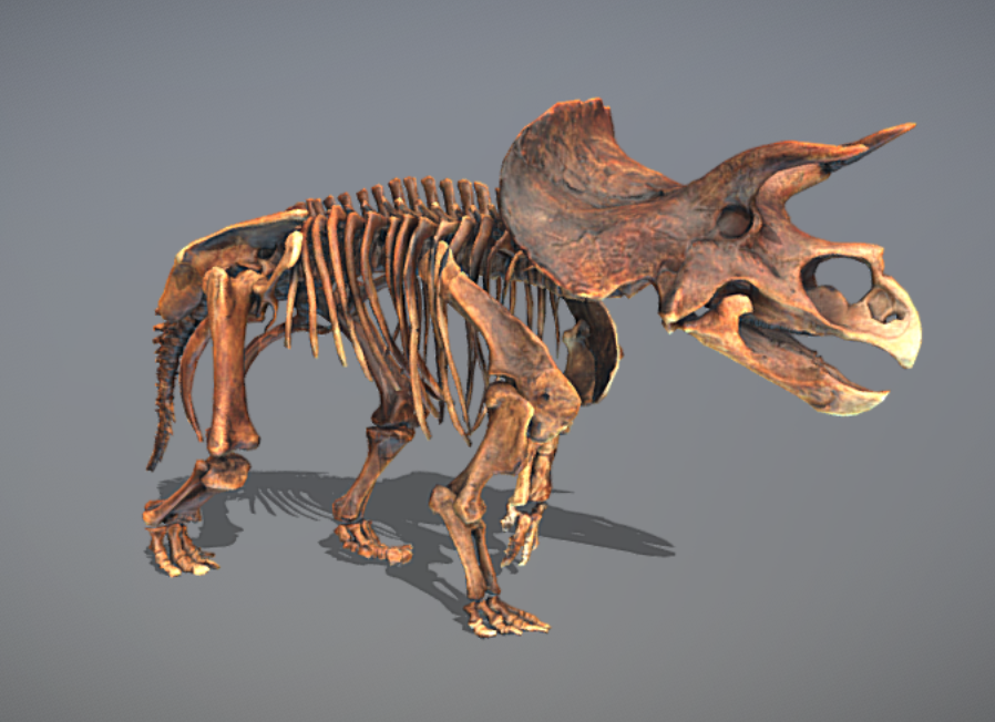 Triceratops skeleton model by Zacxophone