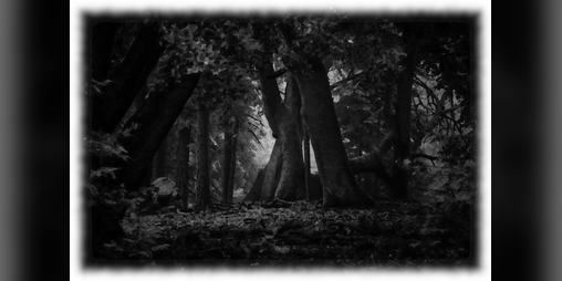 Cover image for From The Forest Deep