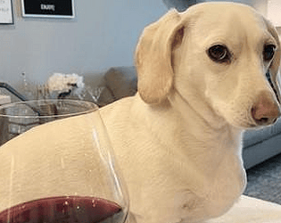 Run From the Homophobic Dog