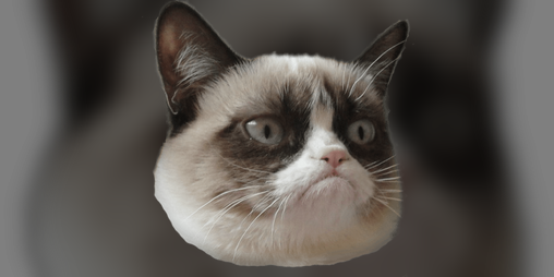 Cover image for CAT RAIN