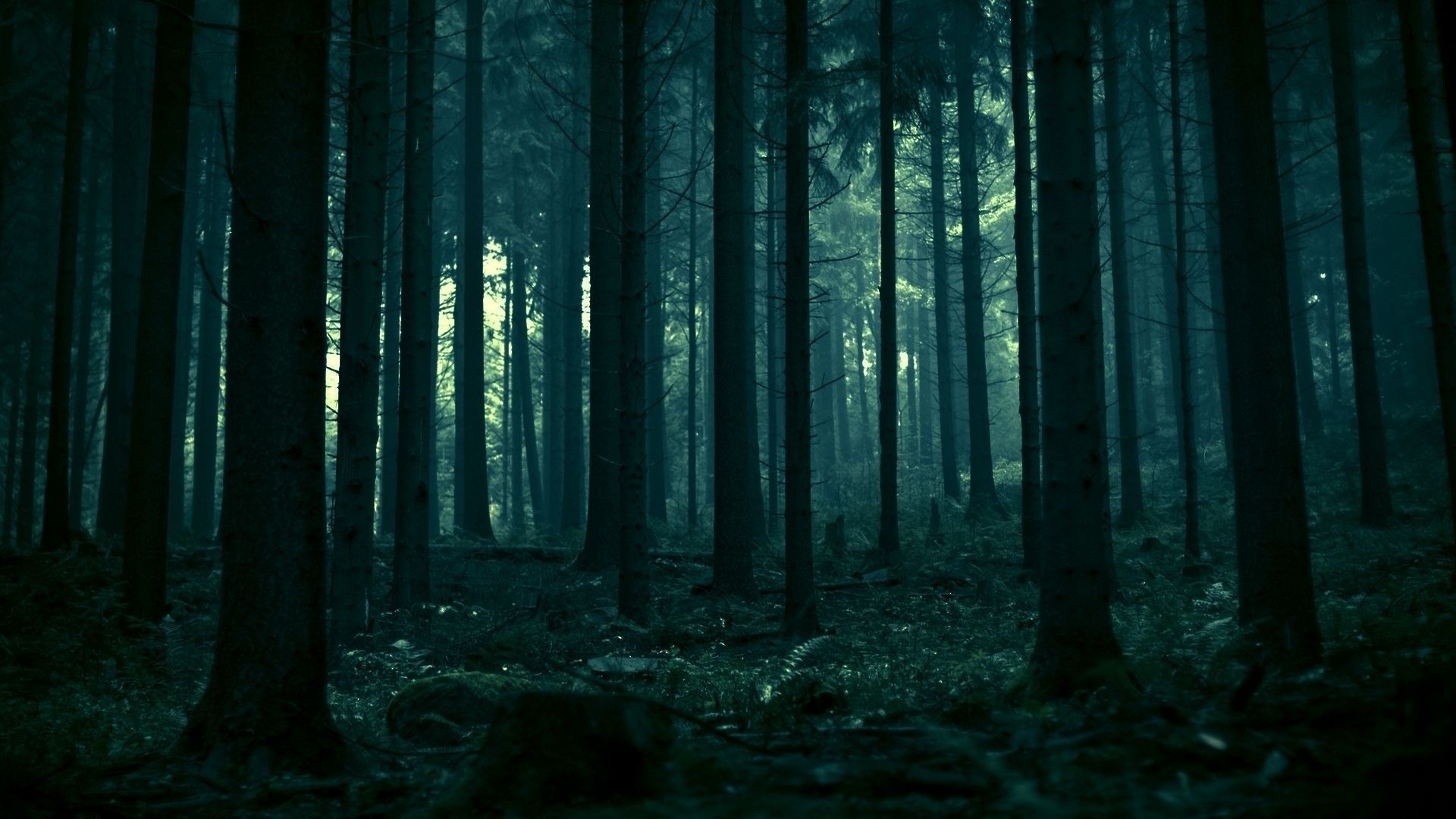 Cover image for The Woods