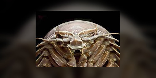 Cover image for Bug poaching