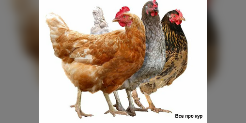 Cover image for Убийственный завтрак