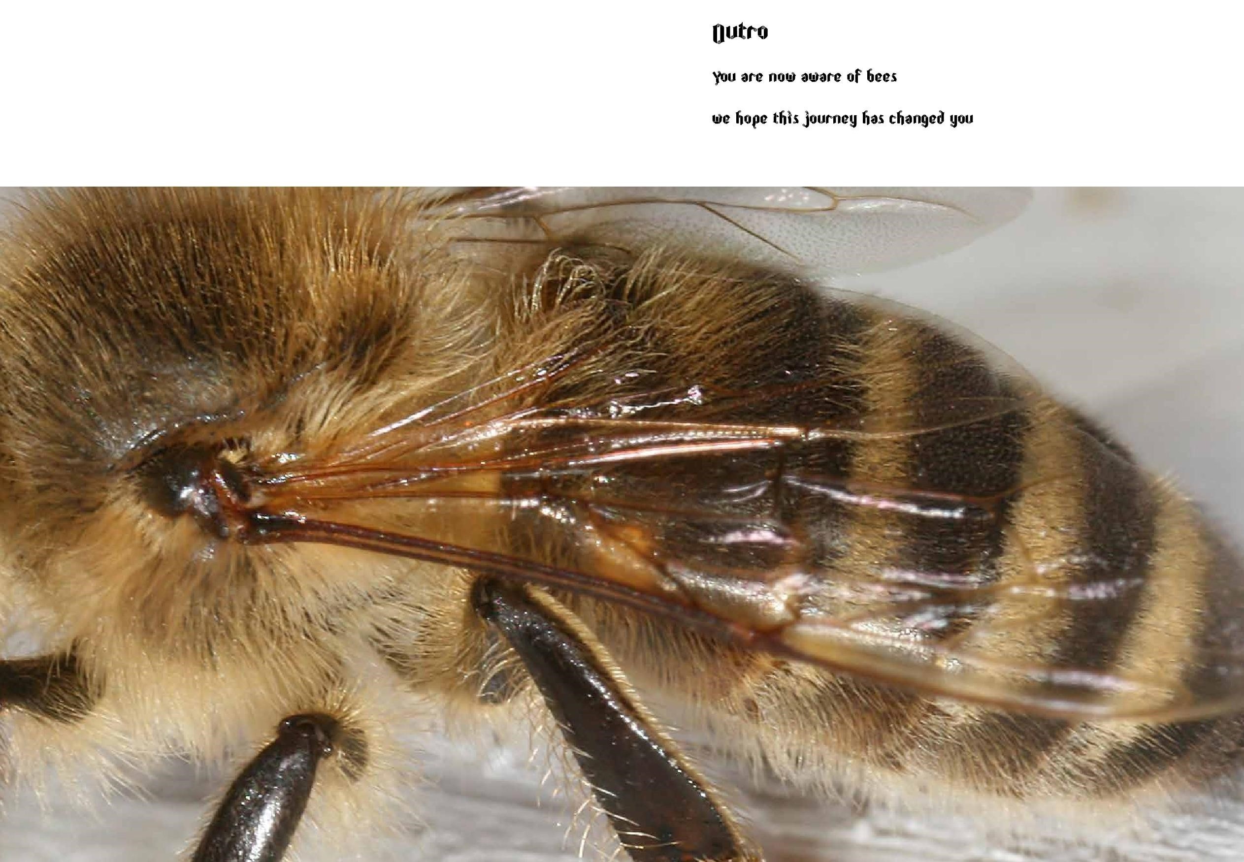 Bee Handbook
