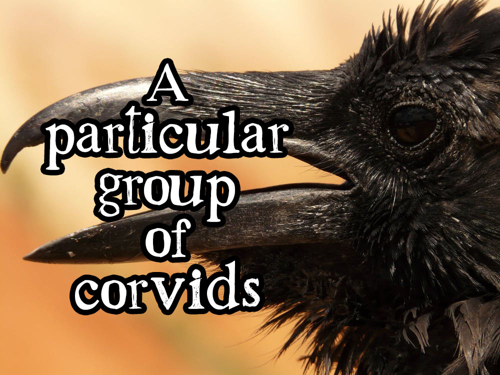 A Particular Group of Corvids