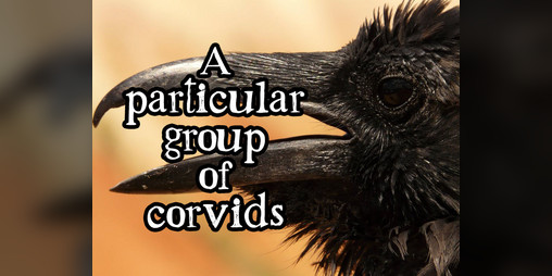 Cover image for A Particular Group of Corvids