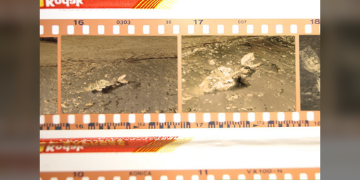 Cover image for Tuesday 2 June 1992 - Dead mermaid ashore