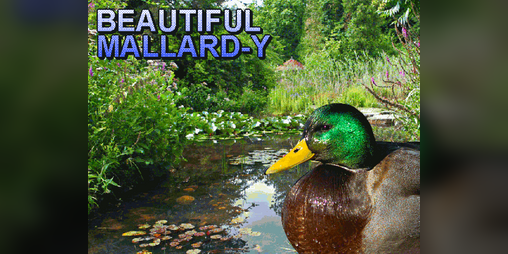 Cover image for Beautiful Mallard-y