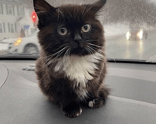 Chmony(Virgo cat) Clicker