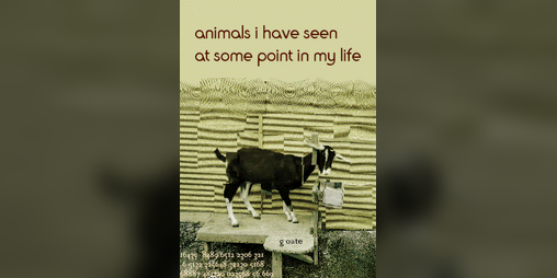 Cover image for animals i have seen at some point in my life