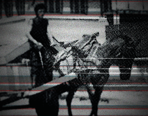 caballos blancos